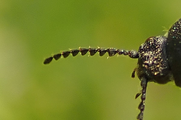 Elateridae: Melanotus punctolineatus? S (cfr.), femmina.